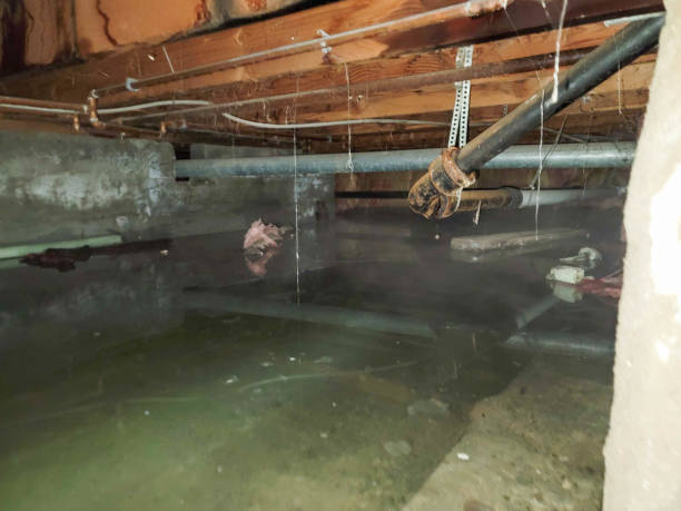 Water damage restoration mold remediation in NM